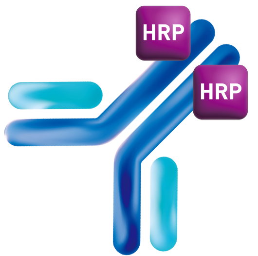 HRP Conjugation Service